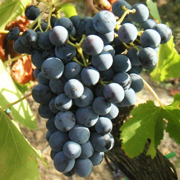 Gamay del Trasimeno Duca della Corgna Winery