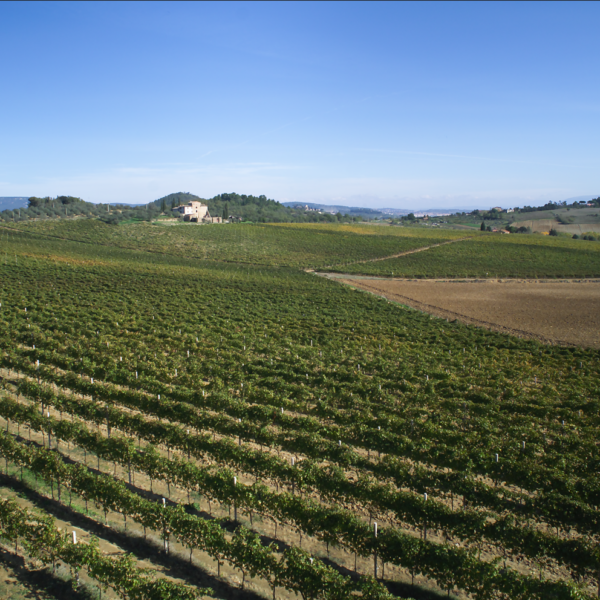 Vineyards Duca della Corgna Winery